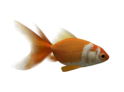 Water Goldfish Rigged Animated
