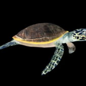 Animated Sea Turtle