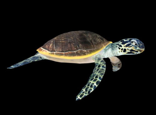 Animated Sea Turtle