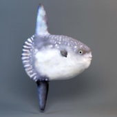 Animal Hoodwinker Sunfish