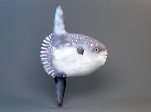 Animal Hoodwinker Sunfish