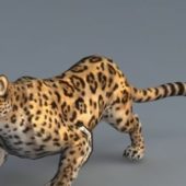 African Animated Jaguar
