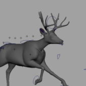 Animated Deer Animal