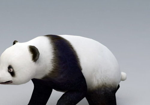 Animated Panda Animal Rigged