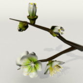 Nature Plum Blossom Tree