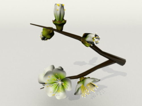 Nature Plum Blossom Tree
