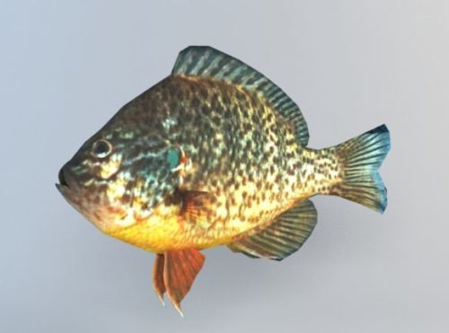 Animal Redear Sunfish