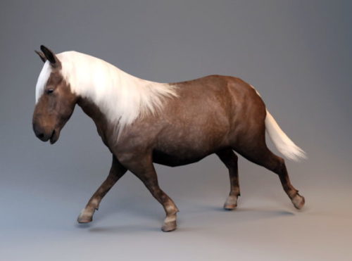 Animal Shetland Pony