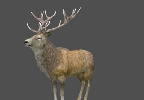 Animated American Stag Deer