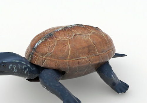 Animated Tortoise Animal