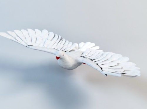 Animal White Pigeon