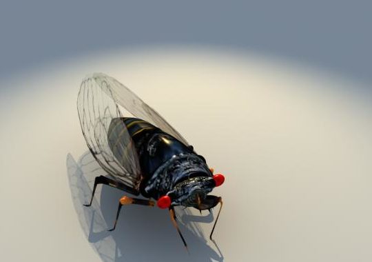 Annual Cicada Animals