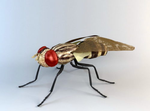 Anthomyiid Fly Animal