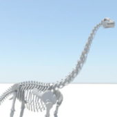 Anatomy Apatosaurus Skeleton