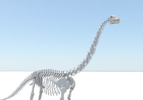Anatomy Apatosaurus Skeleton