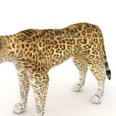 Arabian Leopard Animal Animals