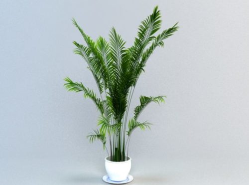 Areca Plant Palm Potted