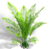 Nature Areca Palm Houseplant