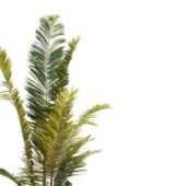 Areca Palm Green Tree