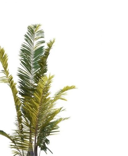 Areca Palm Green Tree