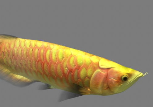 Arowana Fish Animal Animated Rigged