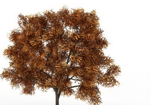 Autumn Ash Fraxinus Tree