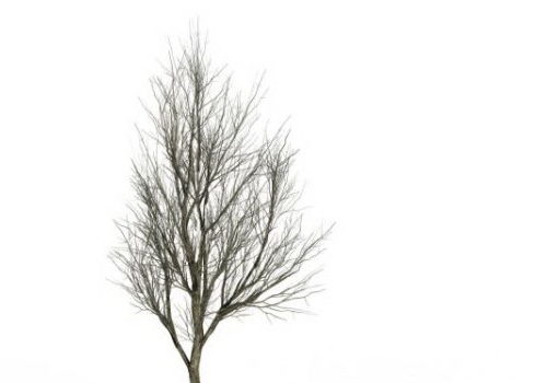 Ash Tree In Winter Plant