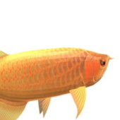 Asian Red Fish Arowana