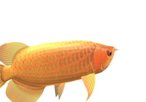 Asian Red Fish Arowana