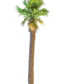Asian Tropical Fan Palm
