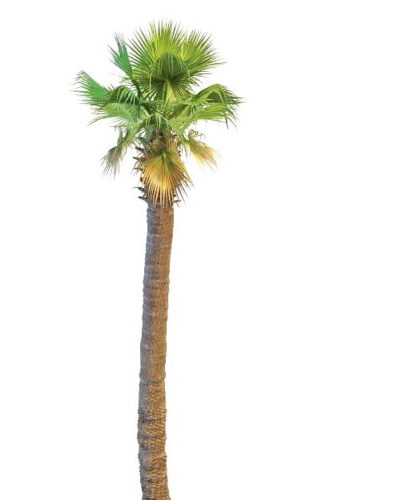Asian Tropical Fan Palm