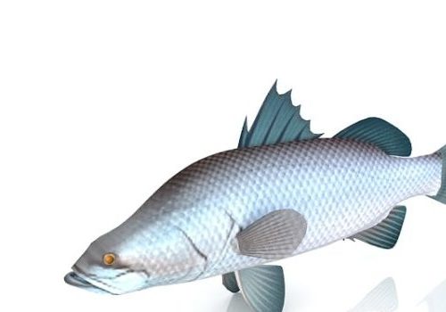 Sea Bass Fish Animals