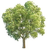 Leaves Aspen Poplar Tree