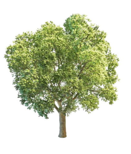 Leaves Aspen Poplar Tree