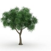 Aspen Populus Tremula Green Tree