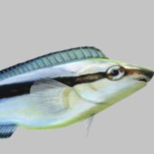 Sea Aspidontus Fish