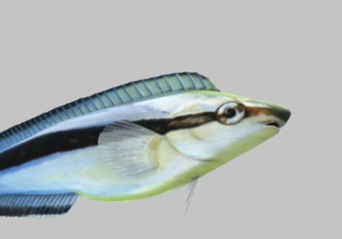 Sea Aspidontus Fish