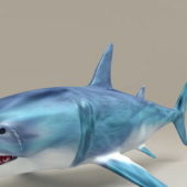 Atlantic Shark | Animals