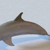 Atlantic Bottlenose Dolphin | Animals
