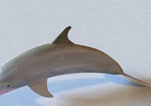 Atlantic Bottlenose Dolphin | Animals