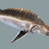Atlantic Sturgeon Fish Aninal