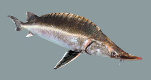 Atlantic Sturgeon Fish Aninal