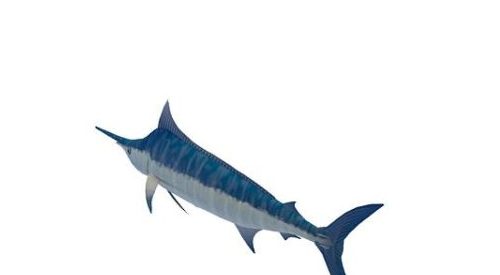 Atlantic Blue Marlin Undersea Animals