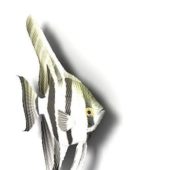 Sea Spadefish Fish Animals