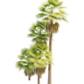 Australian Palm Trees Plant