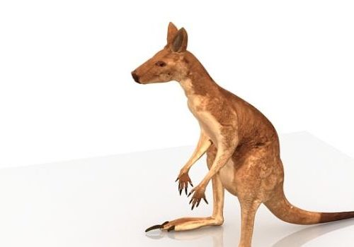 Australia Kangaroo Red Color