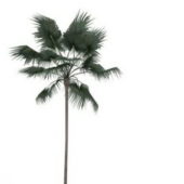 Australian Fan Palm Tree