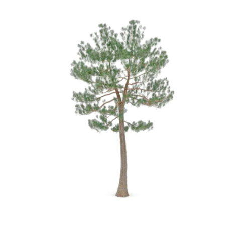 Nature Austrian Pine Tree