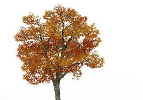 Nature Plant Autumn Platanus Tree