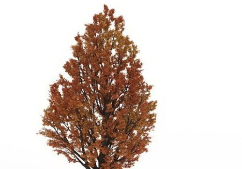 Nature Autumn Fall Tree